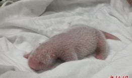 幼幼性交在线观看,揭秘网络色情内容的黑暗面