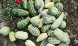 在哪里可以吃免费的瓜,揭秘全国瓜果免费品尝地